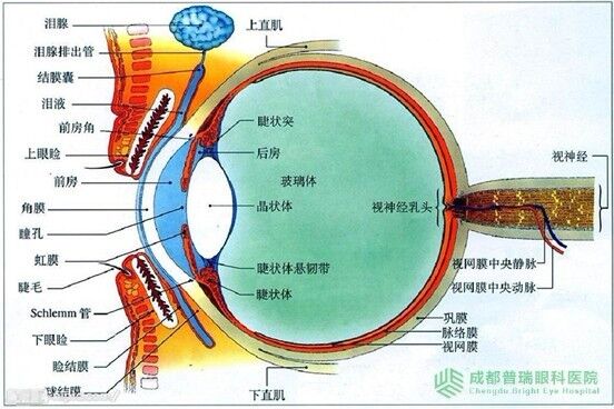 眼睛黄斑病变的症状和治疗